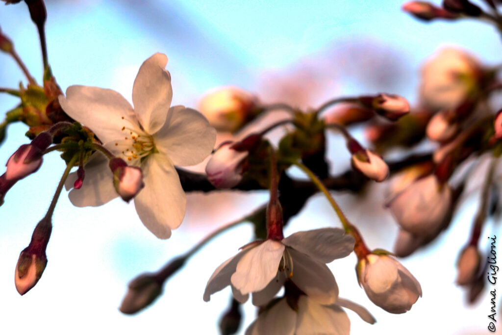 fiori bianchi giapponesi