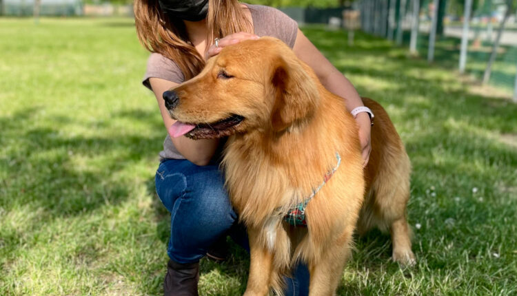 CoVid-19 boom adozioni