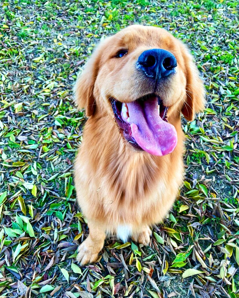 salvo un cane da un canile o lo acquisto