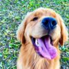 salvo un cane da un canile o lo acquisto