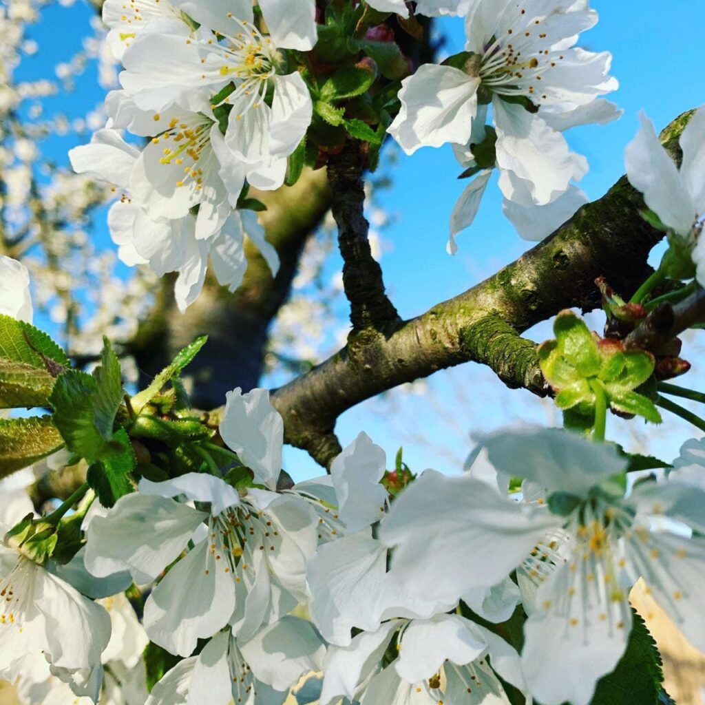 fiori bianchi