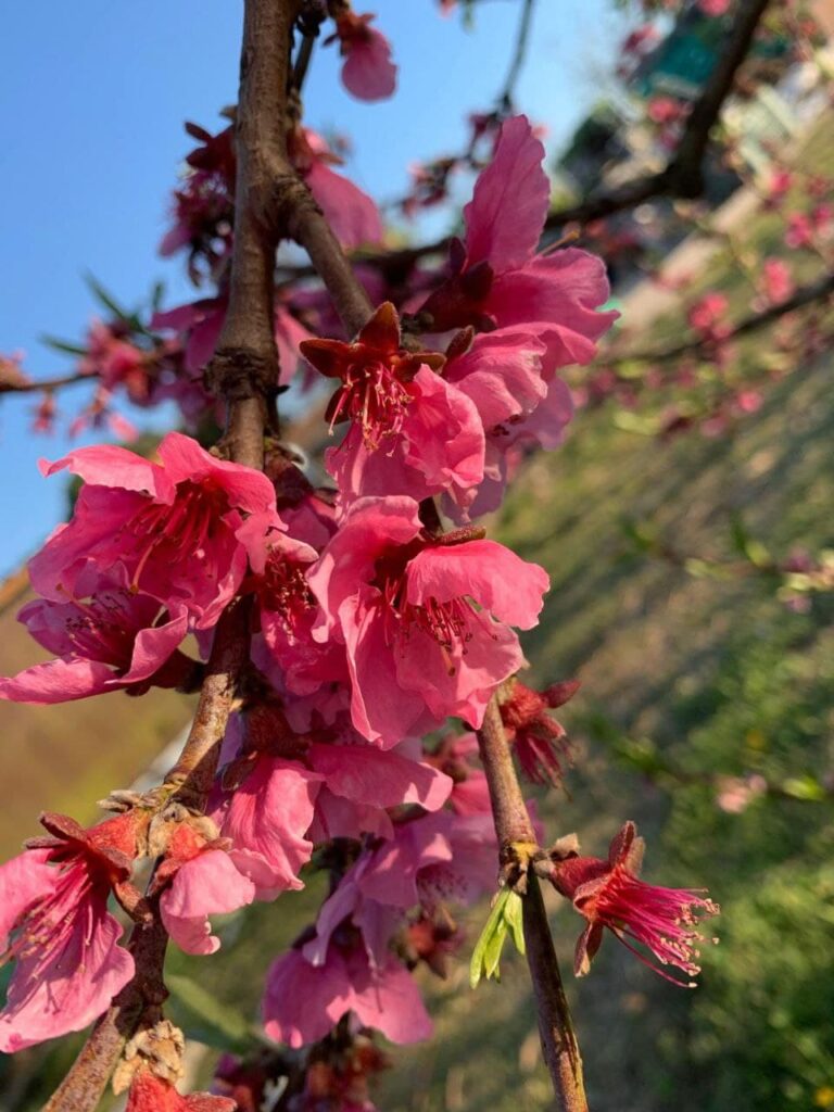 fiori di pesco