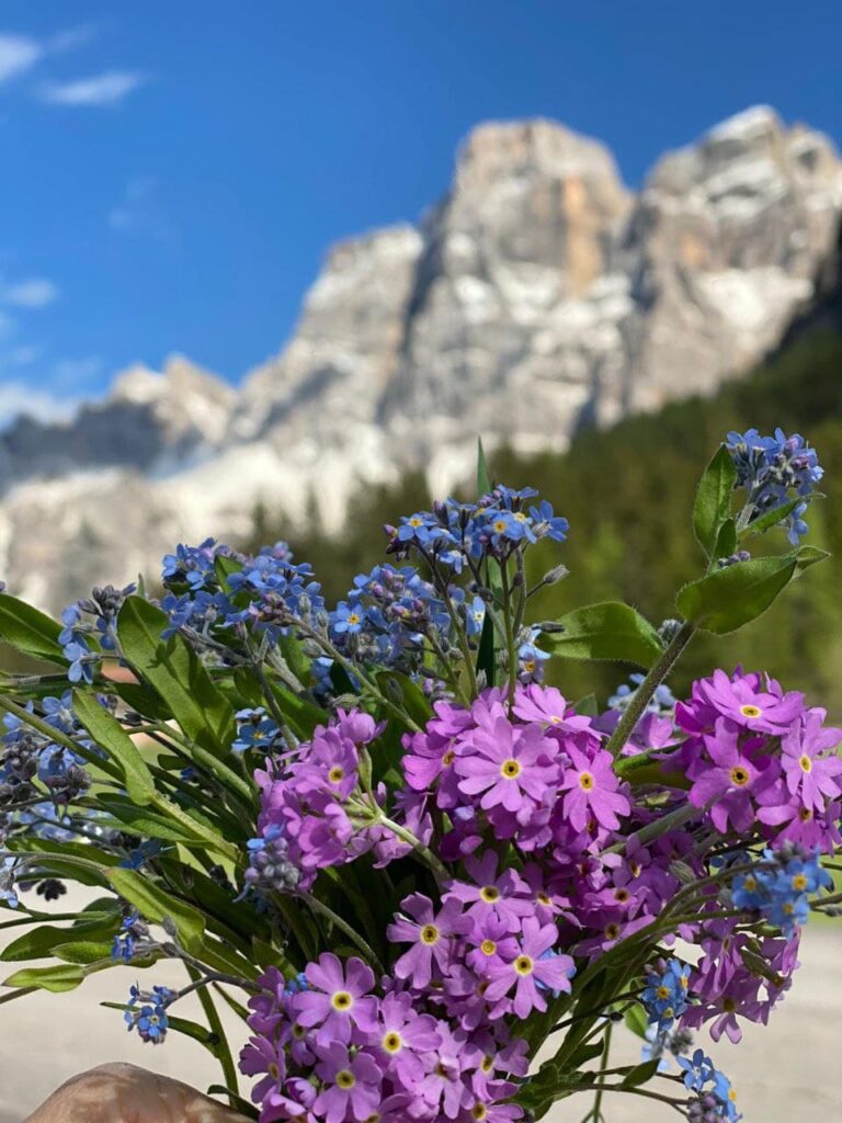 La Rosa della mamma