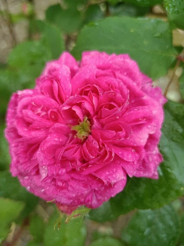 rosa