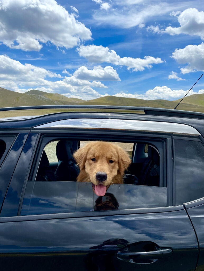In vacanza con il tuo cane!