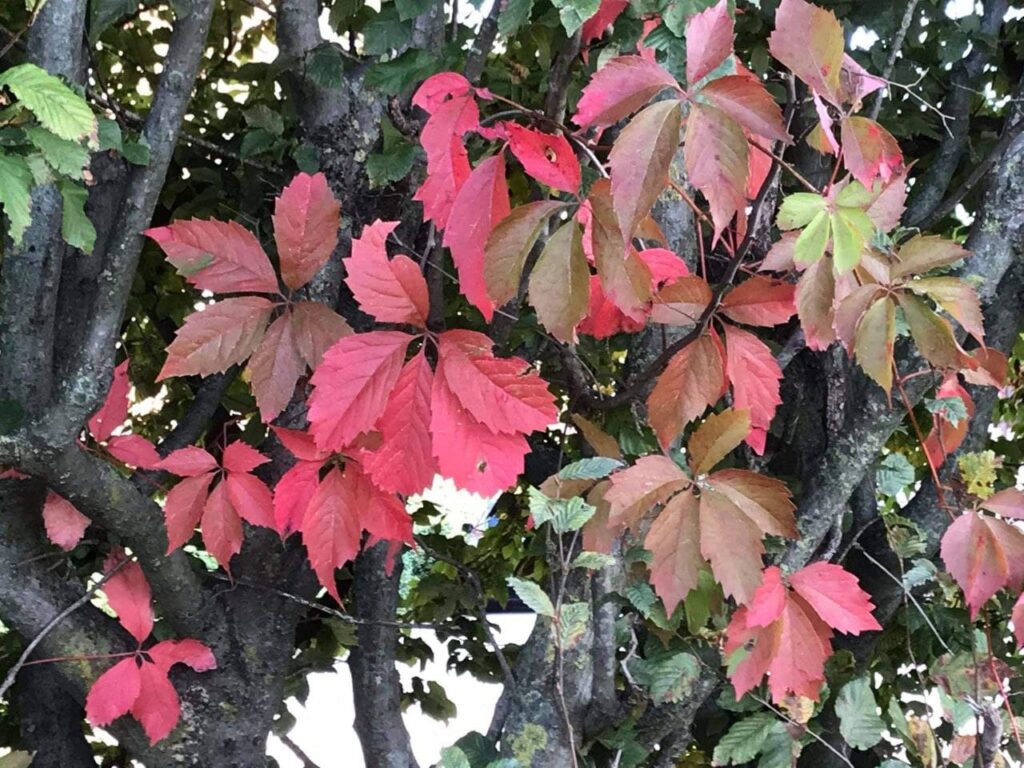 Versi in libertà: i versi dell'autunno