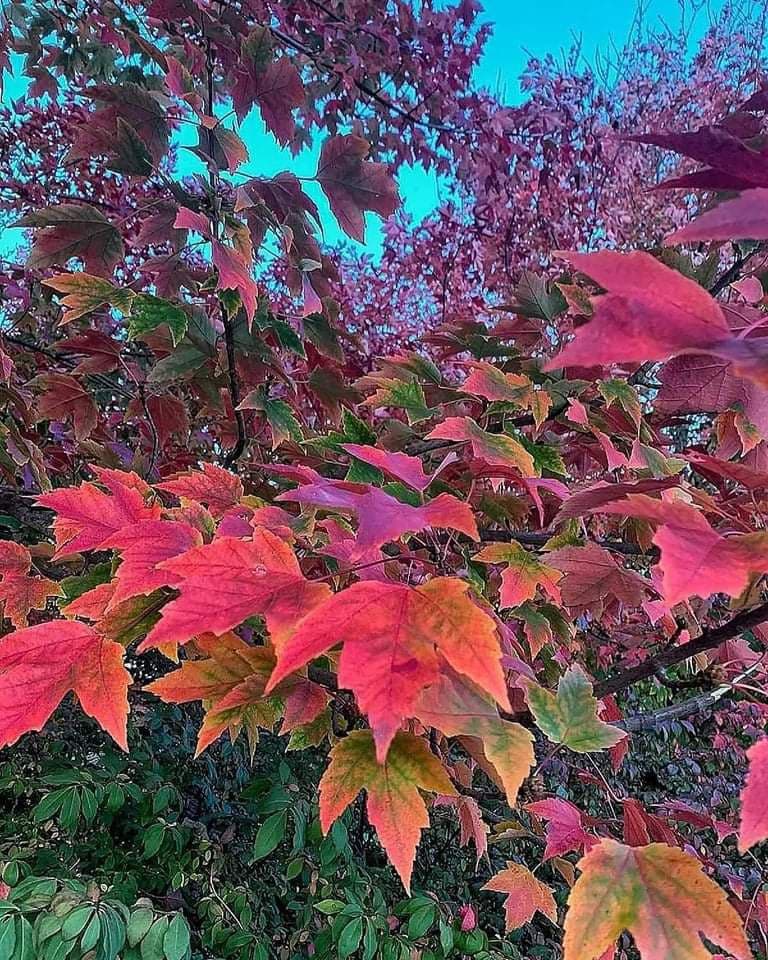 Versi in libertà: i versi dell'autunno