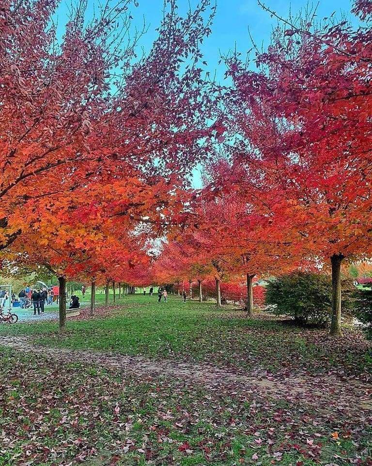 Versi in libertà: i versi dell'autunno