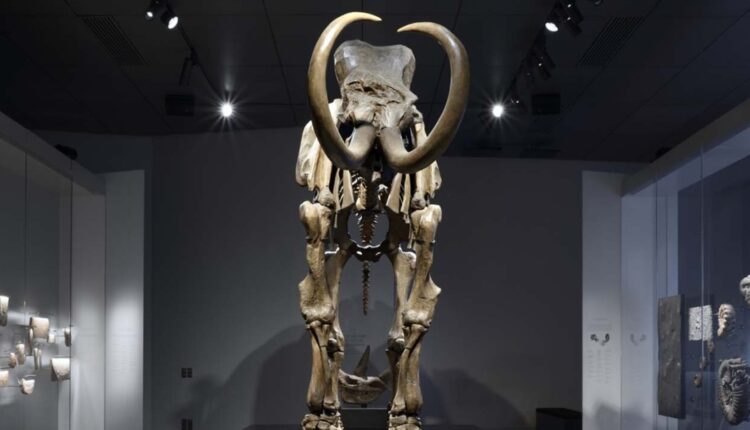Mammut in esposizione in una sala del Musée