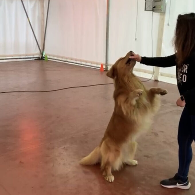 Dog Dance