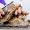 Radere il cane