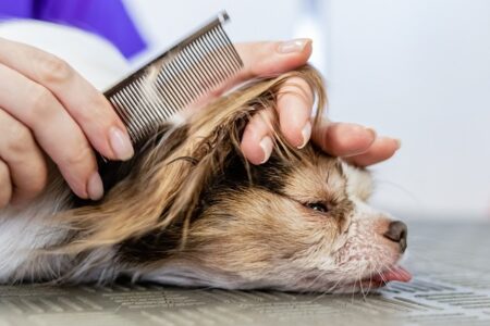 RADERE IL CANE? NO GRAZIE! IO LO SPAZZOLO