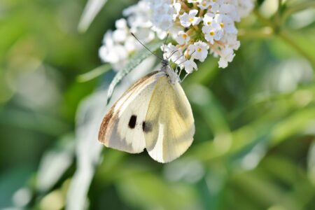 Smart Bugs: Allevare Farfalle in Casa per il Futuro del Pianeta