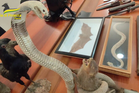 Vendeva online residuati bellici, sequestrata collezione armi
