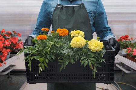 Il mercato UK riapre alle piante ornamentali italiane
